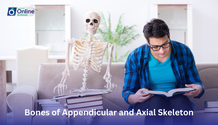 Lesson 04: Bones of Appendicular and Axial Skeleton